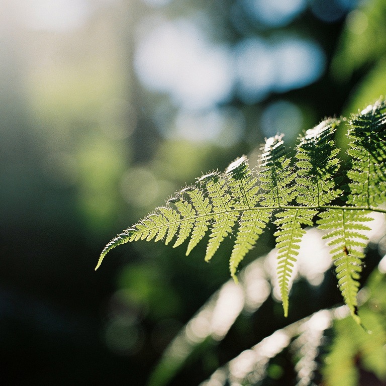A close-up of a delicate, backlit fern frond, its veins illu... | ShopAyahuascaRetreats
