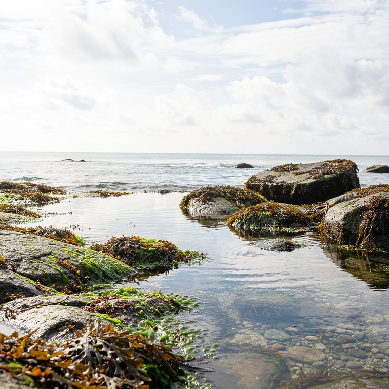 A dramatic seascape at low tide, with tidal pools and seawee... | ShopAyahuascaRetreats