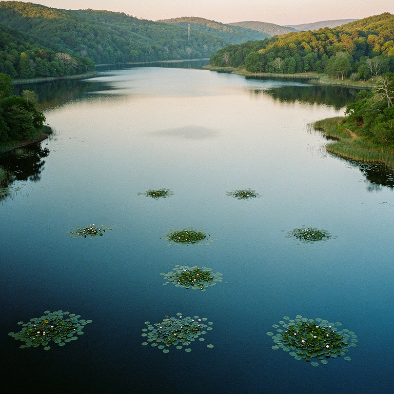 A quiet, serene lake at dawn, with a few water lilies on its... | ShopAyahuascaRetreats