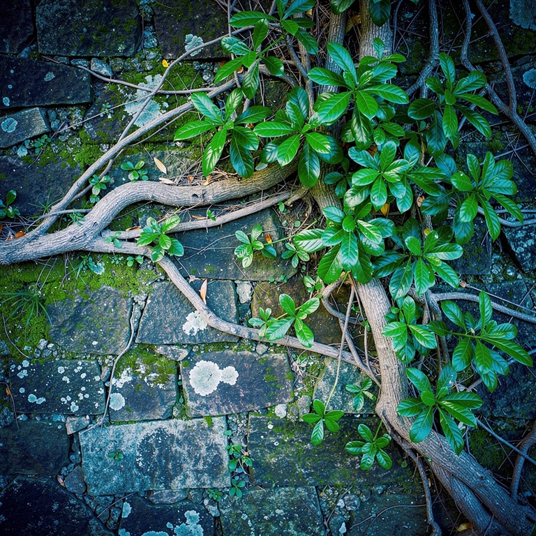 A sprawling, mature vine with thick, gnarled stems and vibra... | ShopAyahuascaRetreats