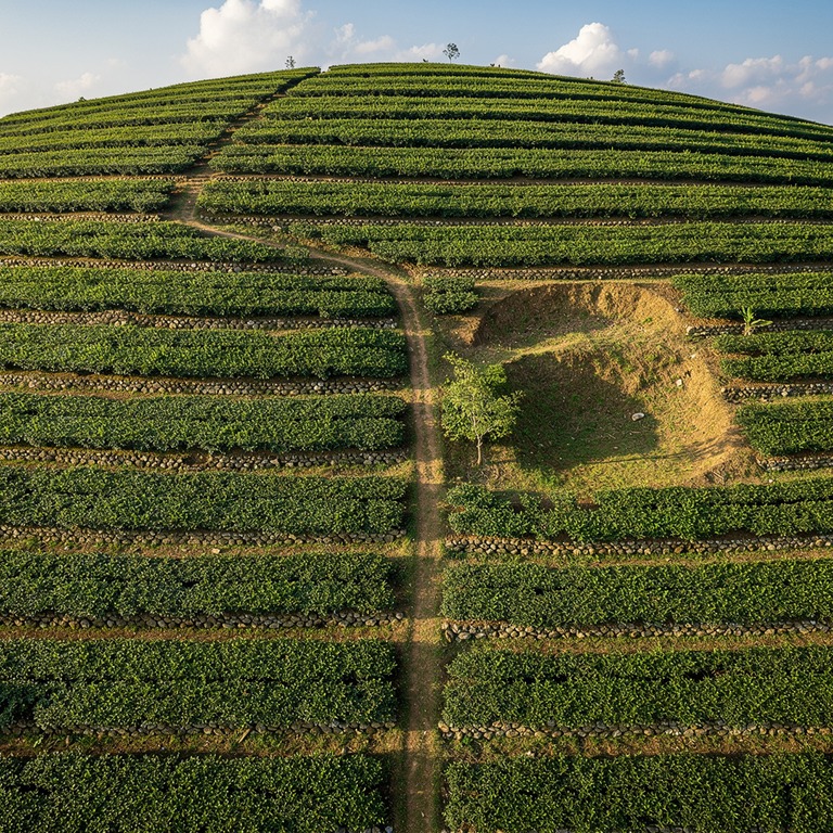 A terraced hillside with rows of young, lush green tea plant... | ShopAyahuascaRetreats
