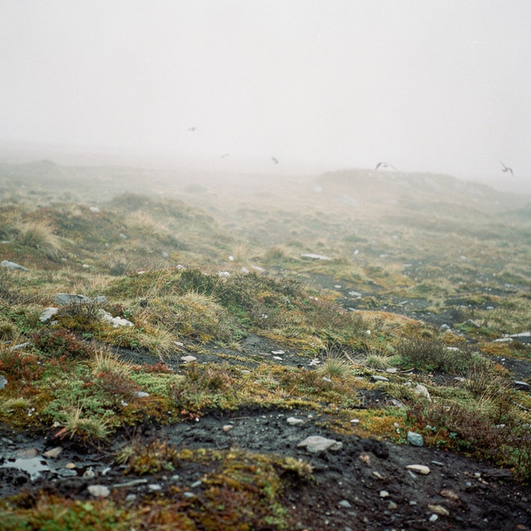 A vast, open, and barren moor, shrouded in a thick, impenetr... | ShopAyahuascaRetreats