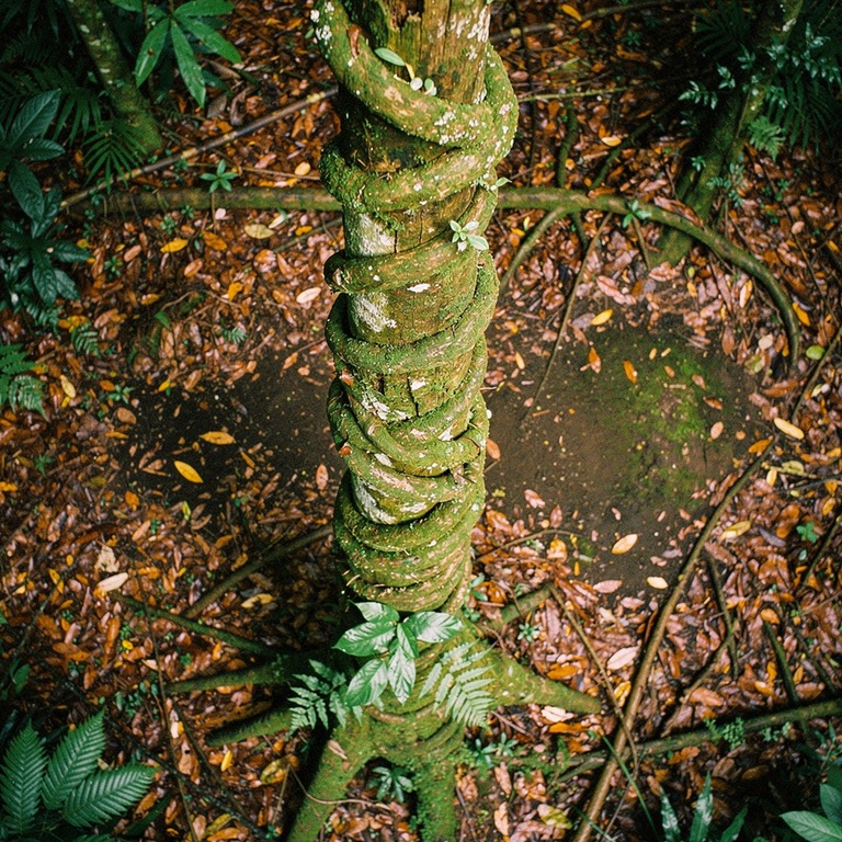 Ayahuasca vine wrapped around an old tree trunk, rainforest ... | ShopAyahuascaRetreats