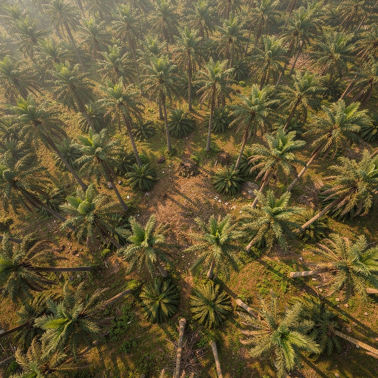 Heart of palm tree grove in a clearing, slender trunks reach... | ShopAyahuascaRetreats