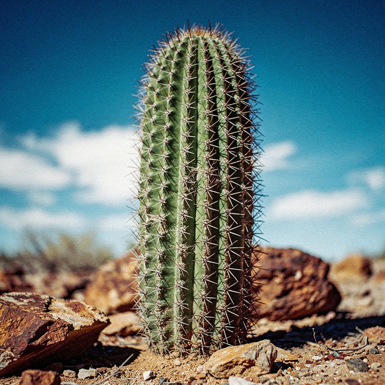 In a rocky, sun-baked desert landscape, a lone San Pedro cac... | ShopAyahuascaRetreats