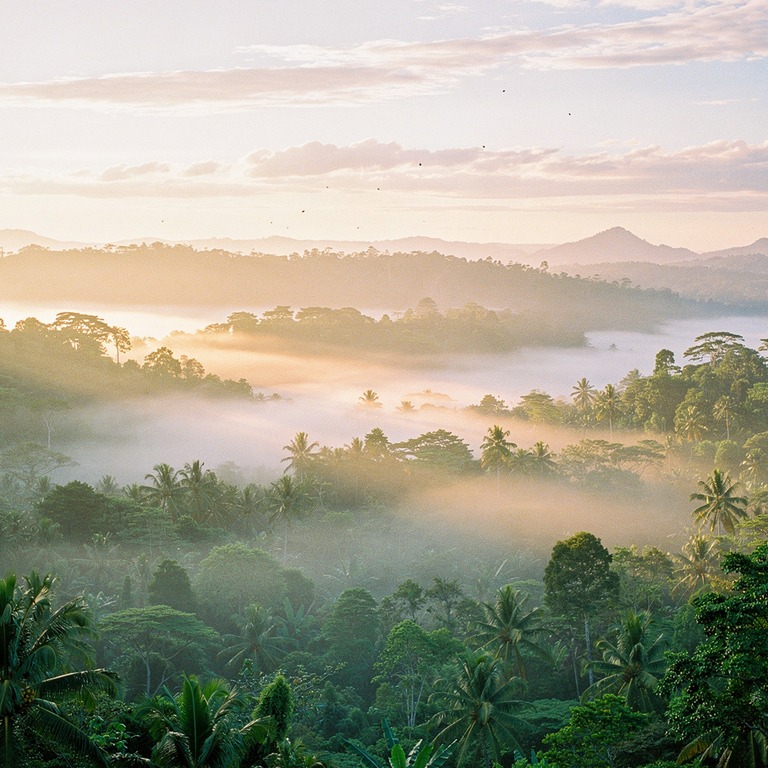 Mist hanging low over a tropical valley at sunrise | ShopAyahuascaRetreats