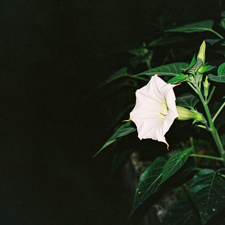 Single white datura flower at night, deep black around it | ShopAyahuascaRetreats