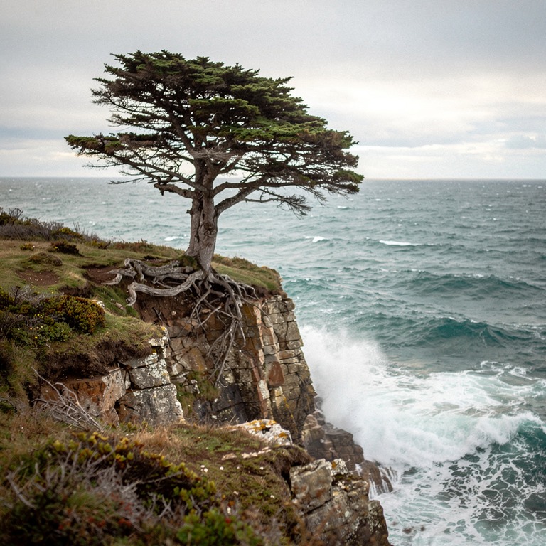 A lone, ancient tree stands on a windswept cliff overlooking... | ShopAyahuascaRetreats