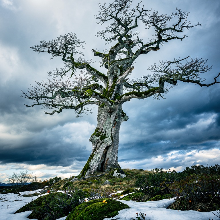 A majestic, ancient tree with a thick, gnarled trunk and twi... | ShopAyahuascaRetreats