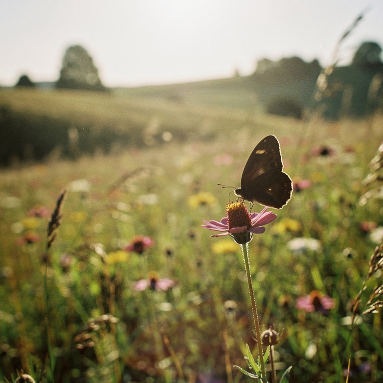 A solitary butterfly perches on a vibrant wildflower in a ro... | ShopAyahuascaRetreats