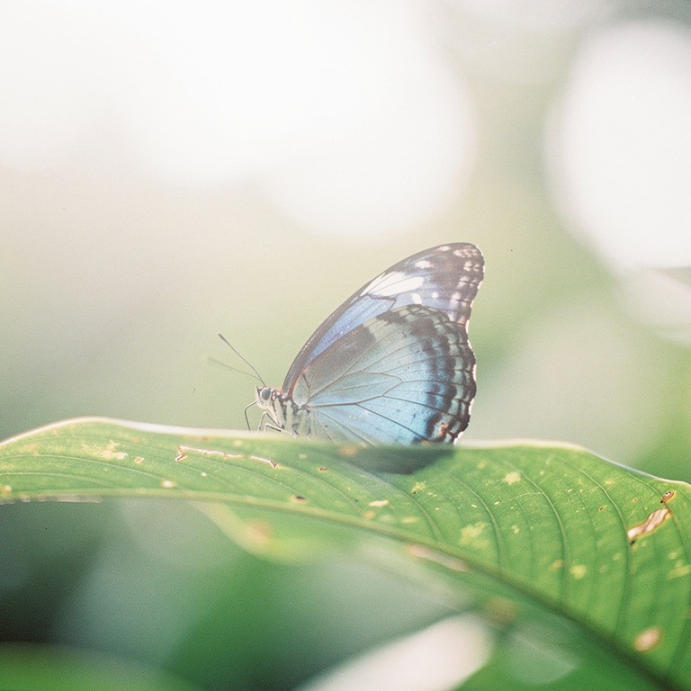 Blue morpho butterfly on a broad green leaf, shallow focus | ShopAyahuascaRetreats