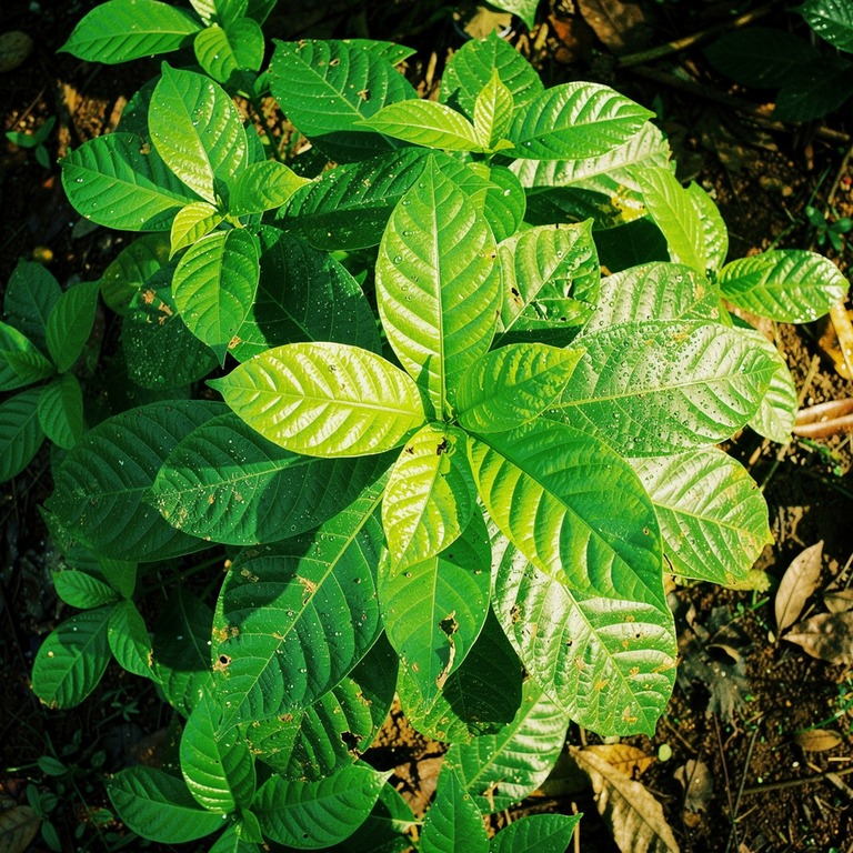 Coca plant leaves in bright morning sunshine, sharp green de... | ShopAyahuascaRetreats