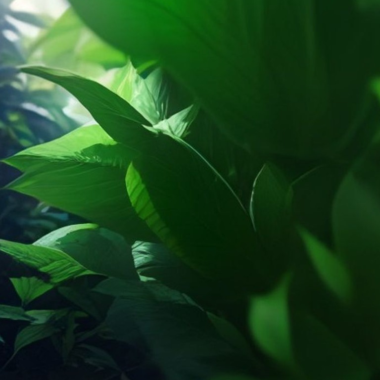 Coca plant leaves in bright morning sunshine, sharp green de... | ShopAyahuascaRetreats