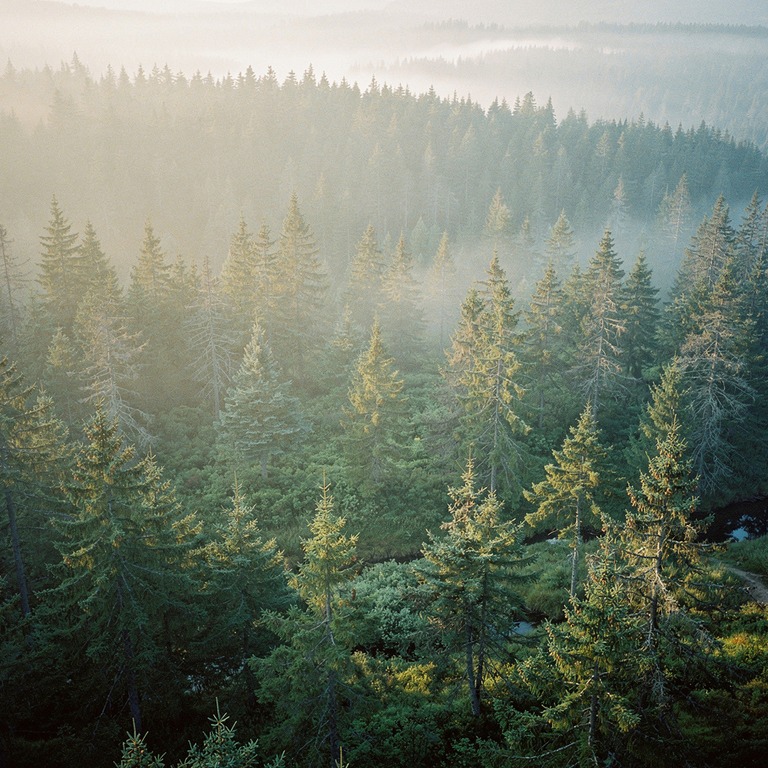 Misty fir forest at dawn, layered silhouettes | ShopAyahuascaRetreats
