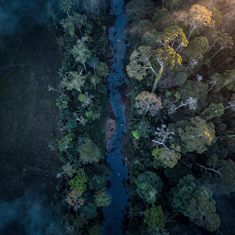 Pre-dawn jungle, deep blue tones with first golden light fil... | ShopAyahuascaRetreats