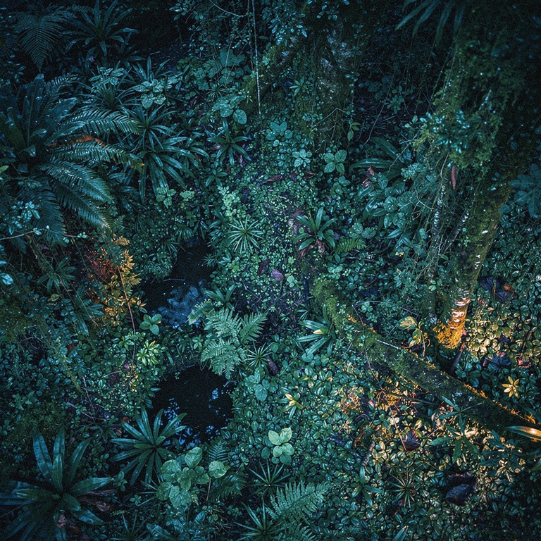 Rainforest crown layer viewed from above, mosaic of greens | ShopAyahuascaRetreats