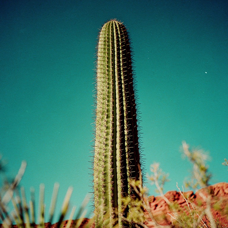 San Pedro cactus column rising against a deep blue sky, hars... | ShopAyahuascaRetreats