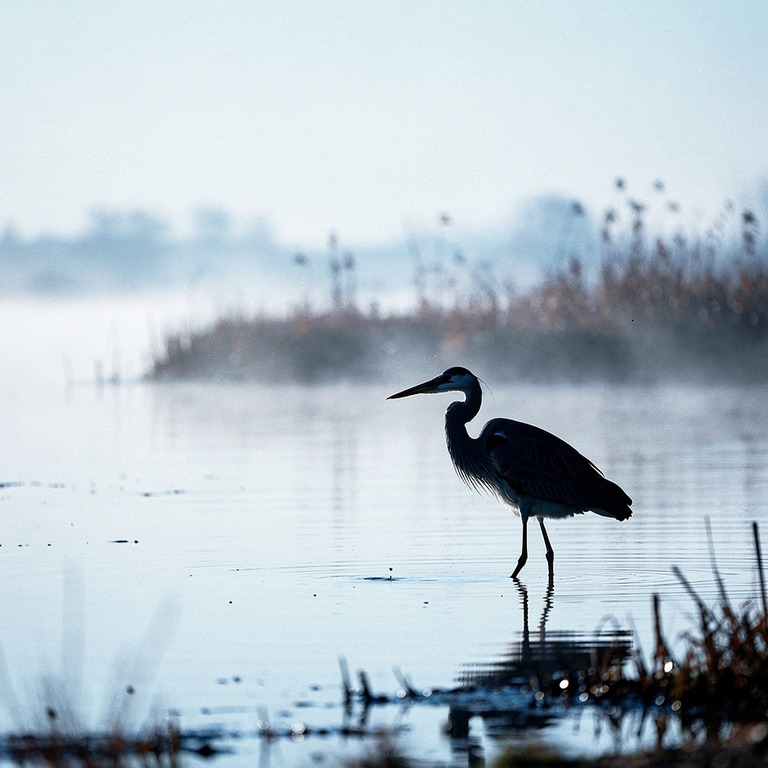 Silhouette of a heron fishing at dawn in misty shallows | ShopAyahuascaRetreats