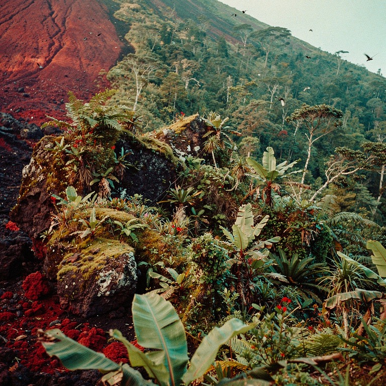 Volcano with rainforest blanketing its lower slopes | ShopAyahuascaRetreats