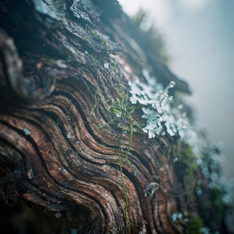 A macro photograph of the intricate, earthy patterns on a pi... | ShopAyahuascaRetreats