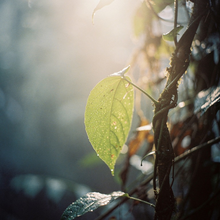 A macro shot of a single ayahuasca vine leaf, backlit by war... | ShopAyahuascaRetreats