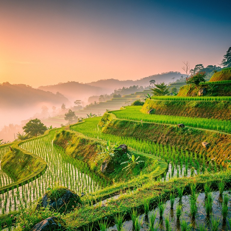 A panoramic view of a terraced hillscape at sunrise, with ea... | ShopAyahuascaRetreats