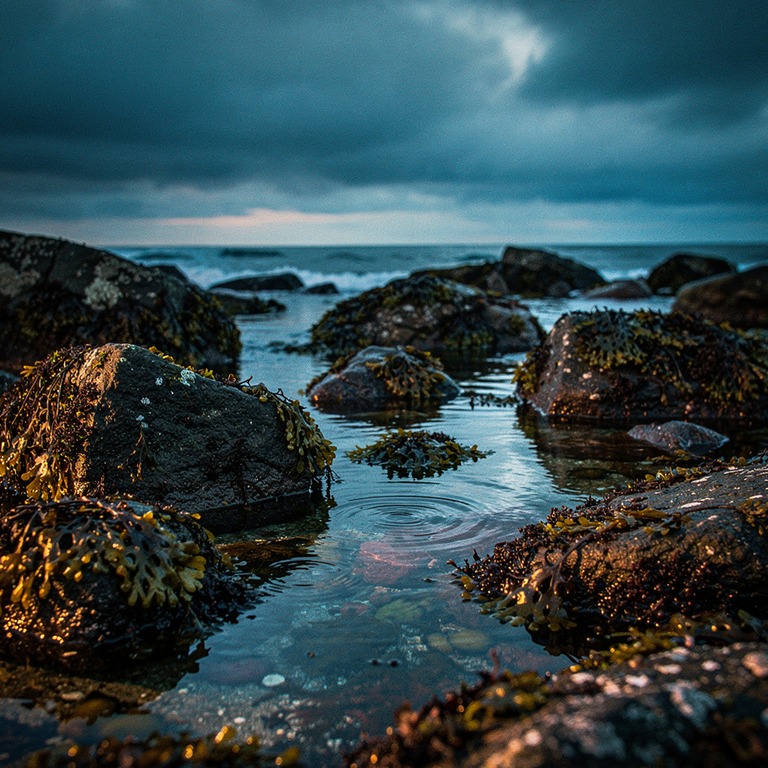 A rocky shoreline at low tide, with seaweed-covered boulders... | ShopAyahuascaRetreats