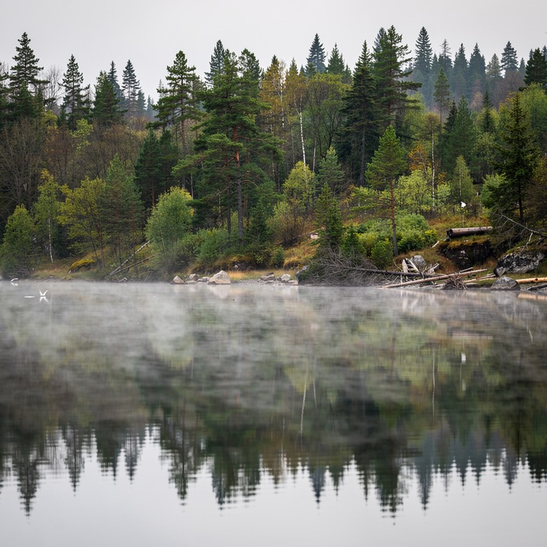 Mist rising from a calm lake, forest reflected in still wate... | ShopAyahuascaRetreats