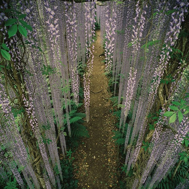 Wisteria vines hanging in heavy purple curtains over a jungl... | ShopAyahuascaRetreats