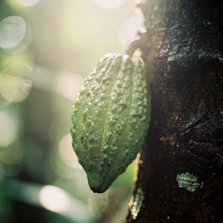 A close-up of a cacao pod on a tree trunk, its vibrant green... | ShopAyahuascaRetreats