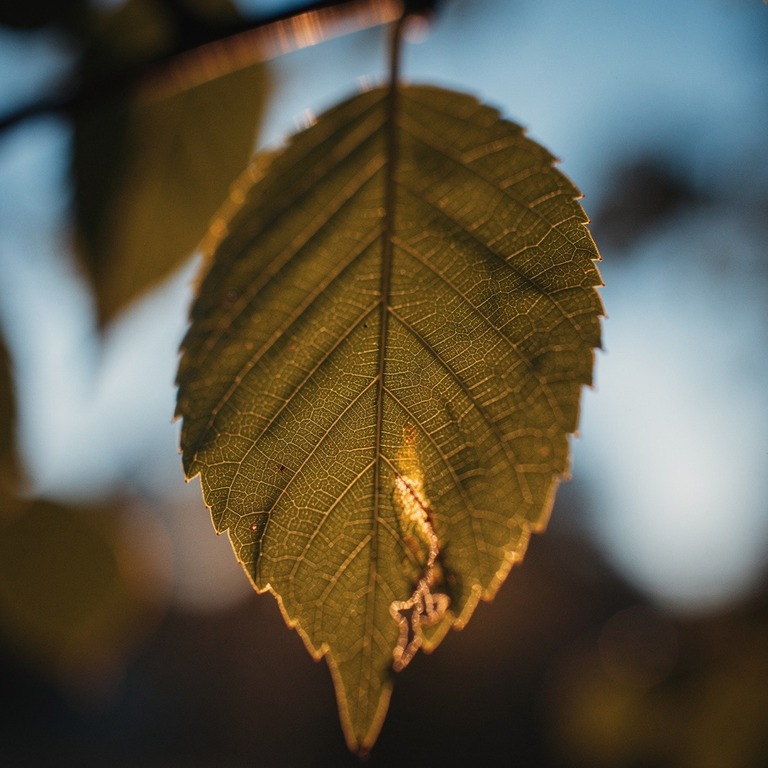 A detailed, macro view of a single, unfolded leaf, with intr... | ShopAyahuascaRetreats