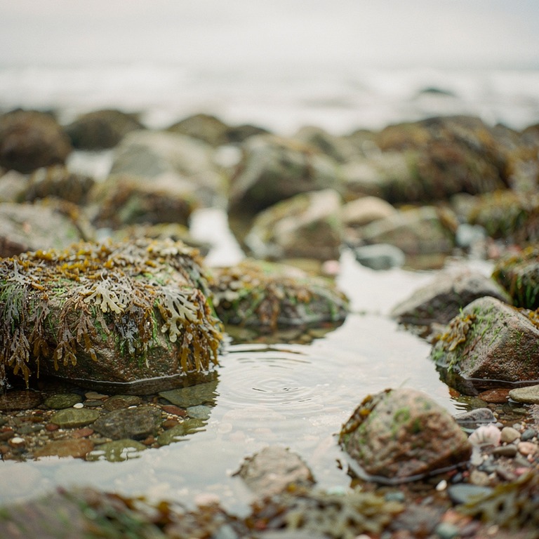 A rocky shoreline at low tide, with seaweed-covered stones a... | ShopAyahuascaRetreats