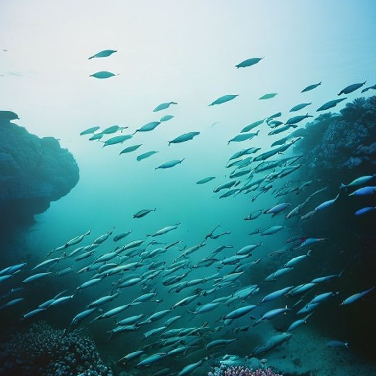 A school of fish swimming in unison in the calm, crystal-cle... | ShopAyahuascaRetreats