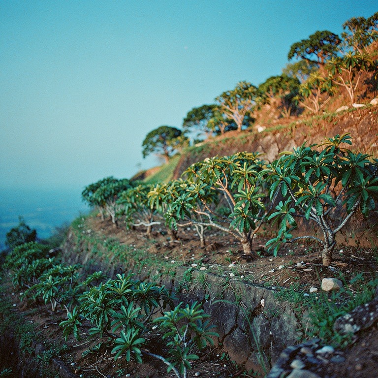 A serene terraced hillside with rows of tabernanthe iboga pl... | ShopAyahuascaRetreats