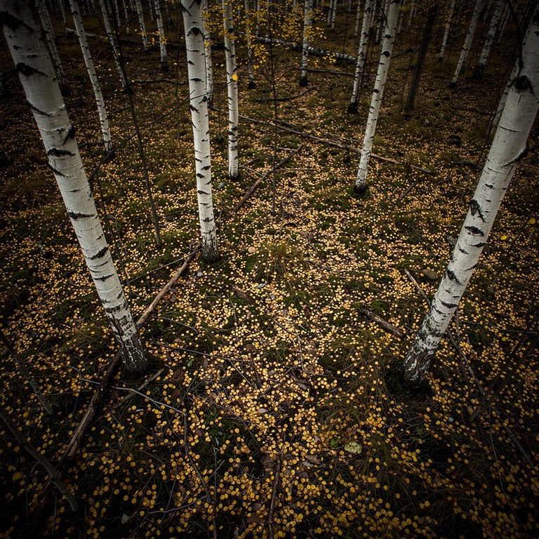 Autumn birch forest, golden leaves on a dark forest floor | ShopAyahuascaRetreats