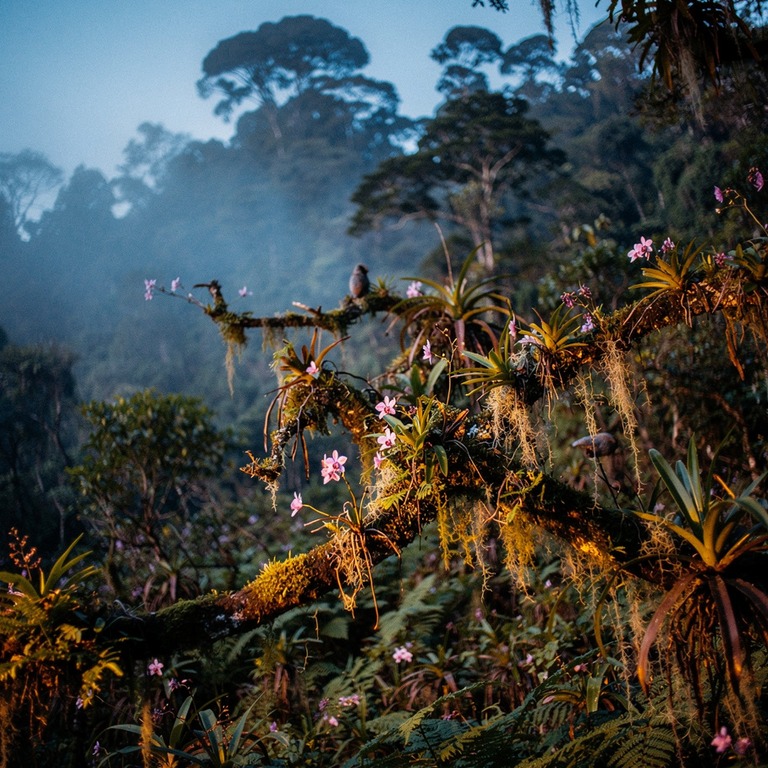 Cloud-forest ridge with epiphytes and orchids on every branc... | ShopAyahuascaRetreats