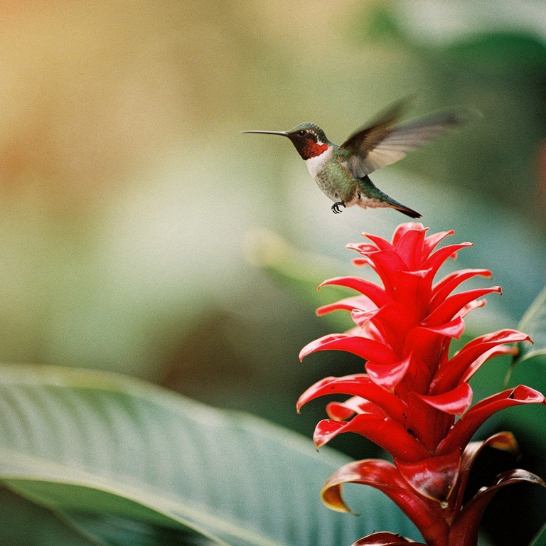 Hummingbird suspended beside a red ginger flower, wings blur... | ShopAyahuascaRetreats