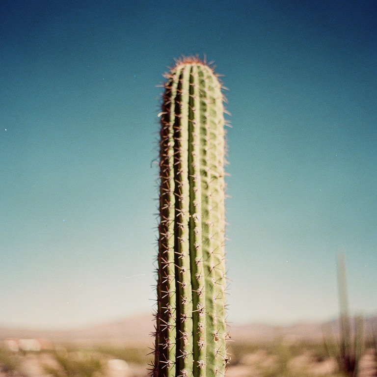 San Pedro cactus column rising against a deep blue sky, hars... | ShopAyahuascaRetreats