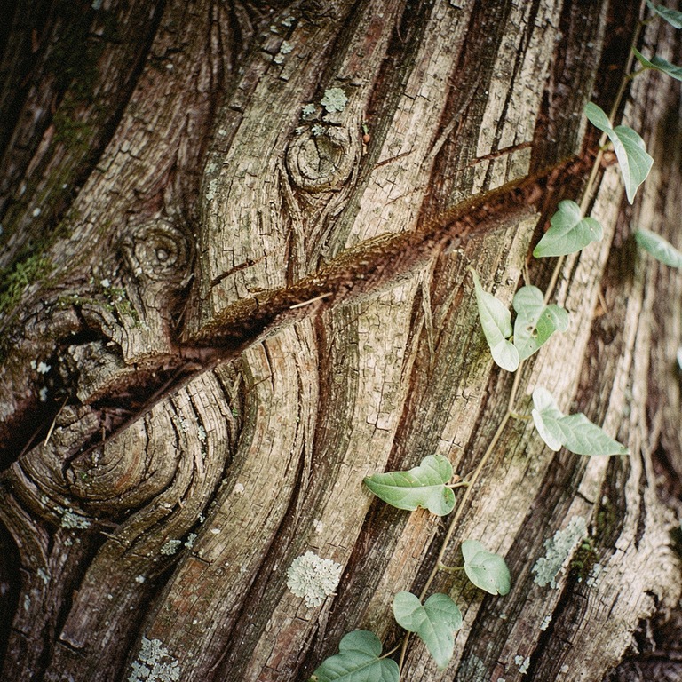 A close-up of a few scores on the bark of an ancient tree, w... | ShopAyahuascaRetreats