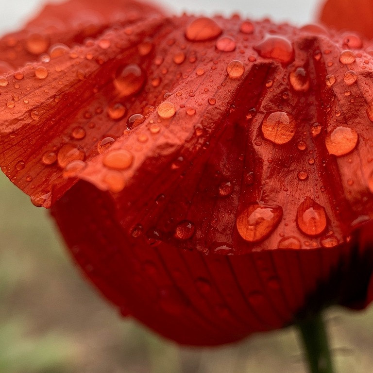 A close-up of a vibrant, red-colored flower blossom, such as... | ShopAyahuascaRetreats
