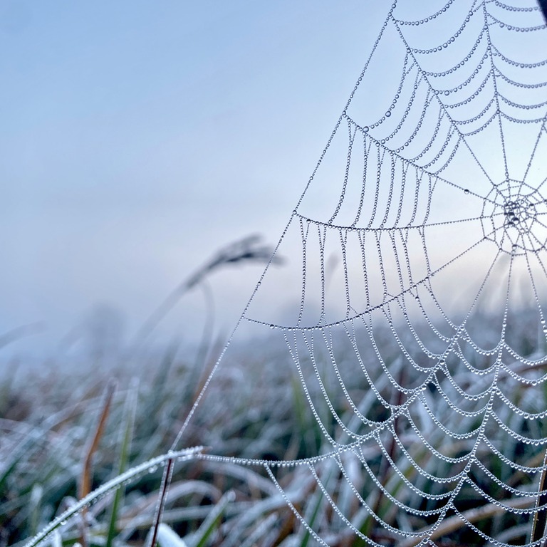 A macro shot of a delicate, dew-covered spider web, glisteni... | ShopAyahuascaRetreats