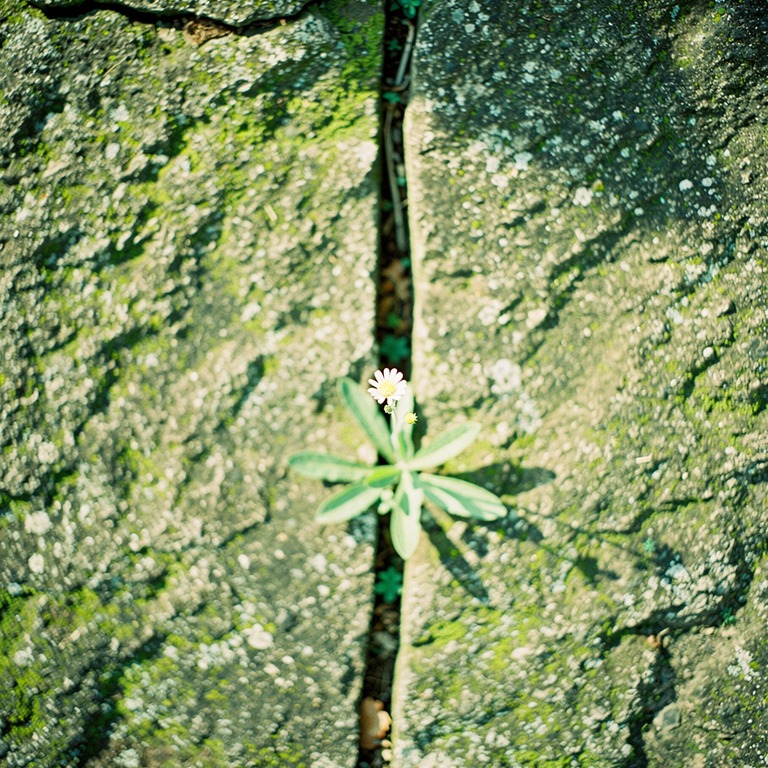 A small, delicate flower blooms in a crack of a weathered, s... | ShopAyahuascaRetreats