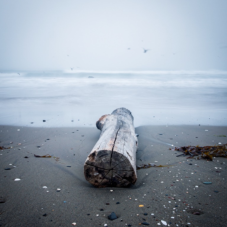 A weathered, driftwood log lies alone on a deserted sandy sh... | ShopAyahuascaRetreats