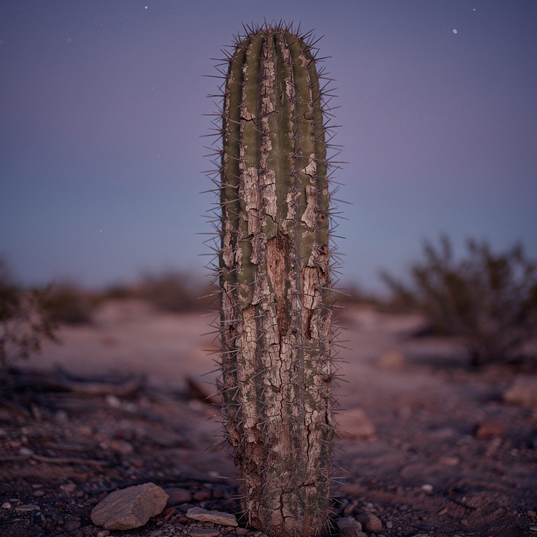 A withered, ancient cactus standing alone in a desert landsc... | ShopAyahuascaRetreats