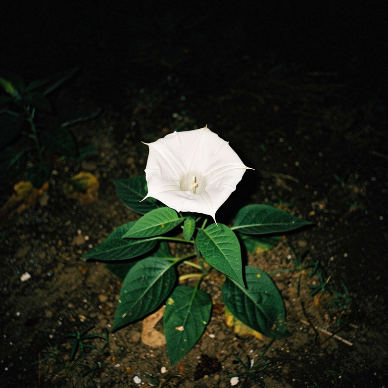 Single white datura flower at night, deep black around it | ShopAyahuascaRetreats