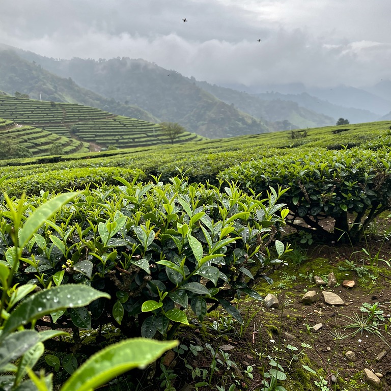 Tea plantation terraces with bright green new leaves, mounta... | ShopAyahuascaRetreats