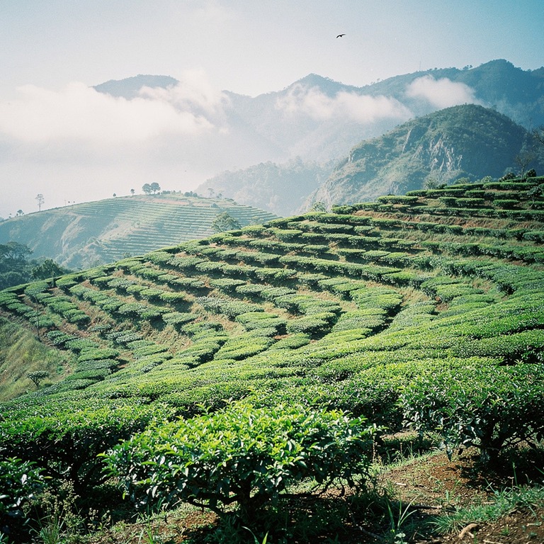 Tea plantation terraces with bright green new leaves, mounta... | ShopAyahuascaRetreats