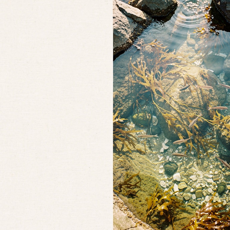 Tide pool with kelp and small fish, overhead view | ShopAyahuascaRetreats