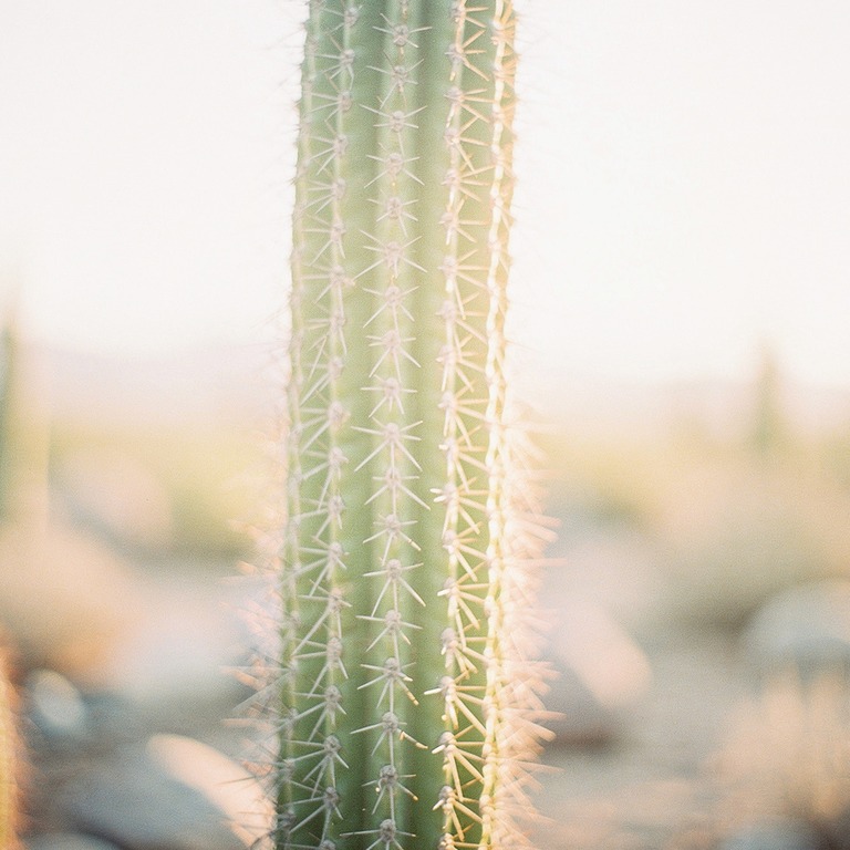 A lone San Pedro cactus stands tall under the warm, golden l... | ShopAyahuascaRetreats