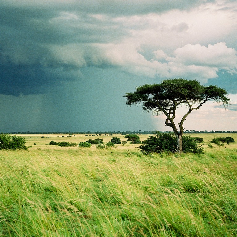 A vast, open savannah stretches towards the horizon under a ... | ShopAyahuascaRetreats